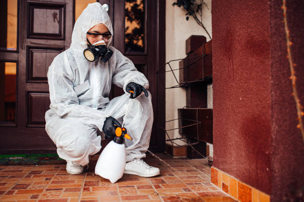 Attic and Crawl Space Rodent Treatment in Pearl River